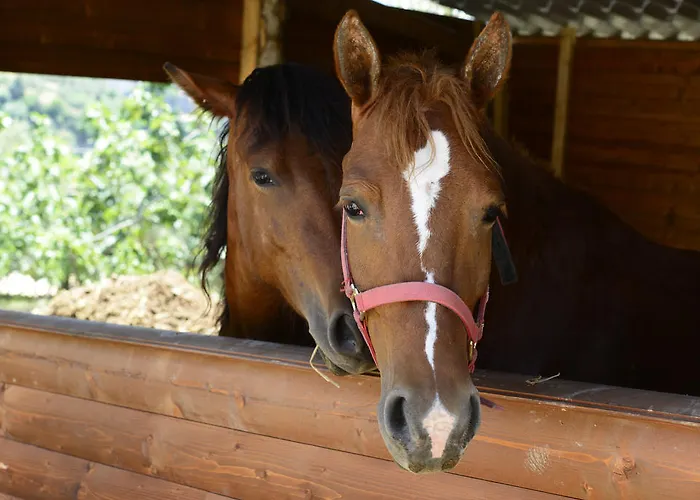 בית חווה La Gioiosa *